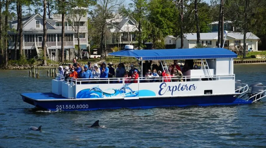 Dolphin Watching Cruise