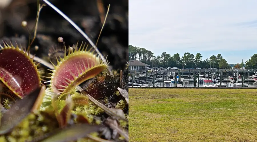 Carolina Beach State Park