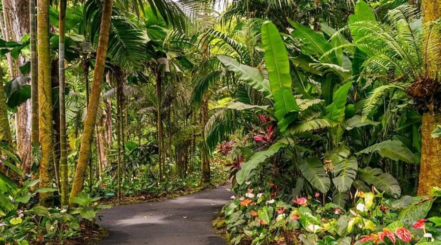 Tropical Rainforest & Waterfall Trails